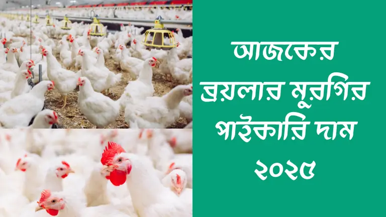 আজকের ব্রয়লার মুরগির পাইকারি দাম ২০২৫ | Update Bazar Price আজকের ব্রয়লার মুরগির পাইকারি দাম ২০২৫